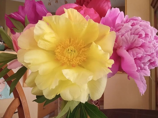 peonies2