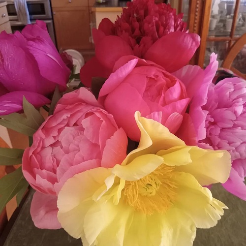 peonies1